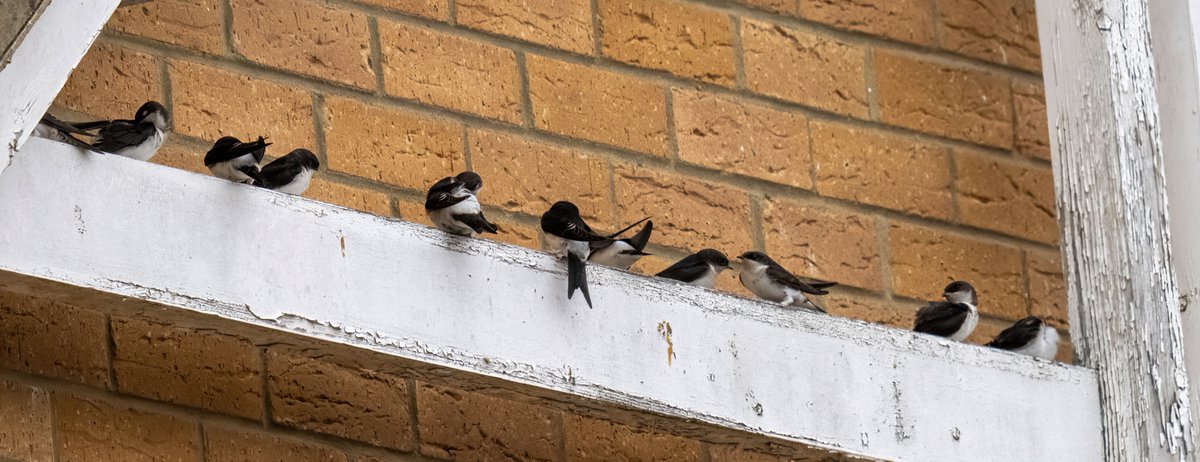 greylands22's tweet image. House Martins