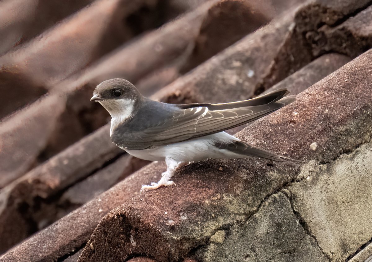 greylands22's tweet image. House Martins