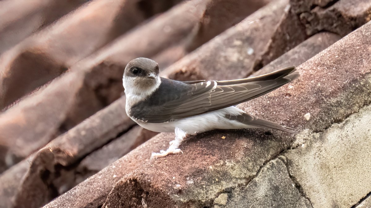 greylands22's tweet image. House Martins