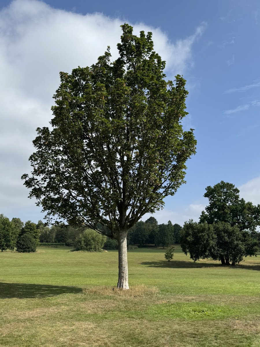 CopMoustache's tweet image. An emoji tree from today, the sun made the bark look like silver 😊😊#TreeClub
