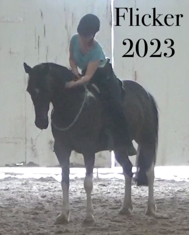 EquineAwareness's tweet photo. What a Difference Work in Walk Makes "When done methodically, straightness training exercises from the ground can encourage the horse to move correctly without the added weight of a rider. " Read the full article here: https://t.co/LFBFXgIfzl https://t.co/8otTTuej2G
