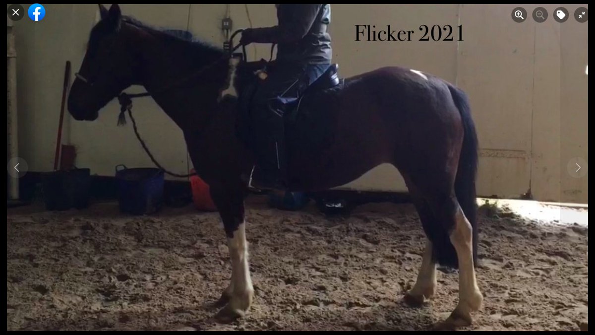 EquineAwareness's tweet photo. What a Difference Work in Walk Makes "When done methodically, straightness training exercises from the ground can encourage the horse to move correctly without the added weight of a rider. " Read the full article here: https://t.co/LFBFXgIfzl https://t.co/8otTTuej2G