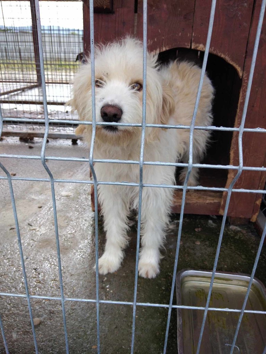 GillyMeeky's tweet image. Dooley. Awww Dooley. He went to Germany quite a while ago now and has been adopted ages. Wow. He looks so good. Like a different dog. He was so thin, starved, skin and bones under his coat. Look at the difference to how he was in the kill shelter. He's a film star dog now isn't…