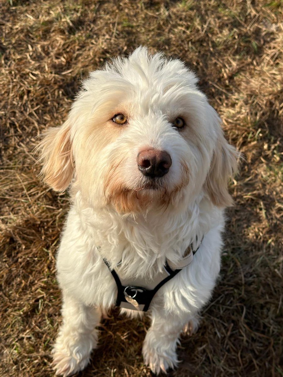 GillyMeeky's tweet image. Dooley. Awww Dooley. He went to Germany quite a while ago now and has been adopted ages. Wow. He looks so good. Like a different dog. He was so thin, starved, skin and bones under his coat. Look at the difference to how he was in the kill shelter. He's a film star dog now isn't…