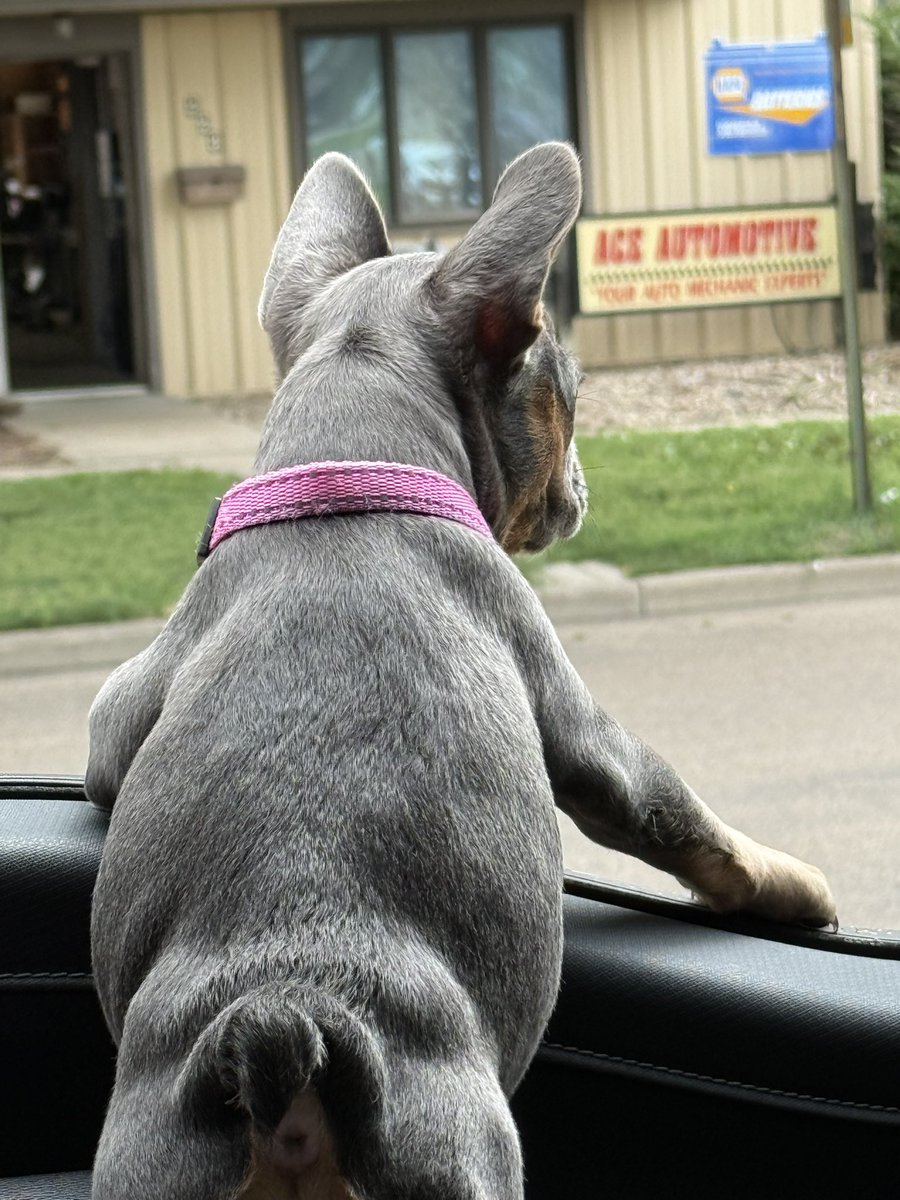 ElyseGallner's tweet photo. Best "watchdog" puppy haha 💖 #frenchies #frenchiepuppy #PuppyLove #puppies #puppy #Hastings #Nebraska https://t.co/2cFZqzKZbm