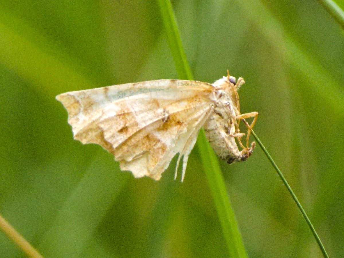 falterverwalter's tweet image. Laut OBS Identify war dies mal ein Dreistreifiger Mondspanner (Selenia dentaria). Wie und warum er da auf dem Grashalm aufgespießt ist, weiß ich aber auch nicht.
