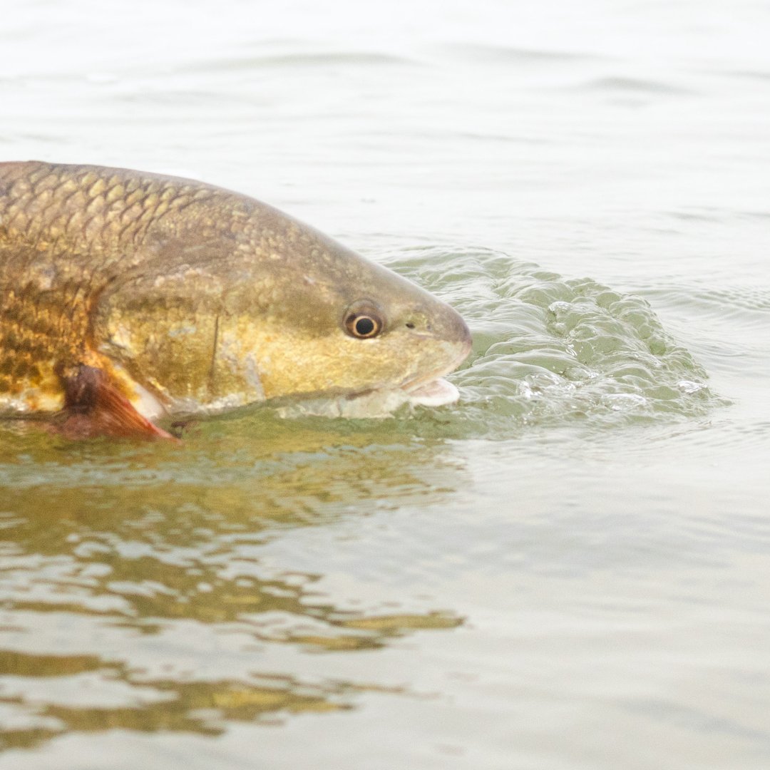 Tight lines this weekend, y'all!

📸: Mac Elliott Media 

#JoinCCA #CCATexas