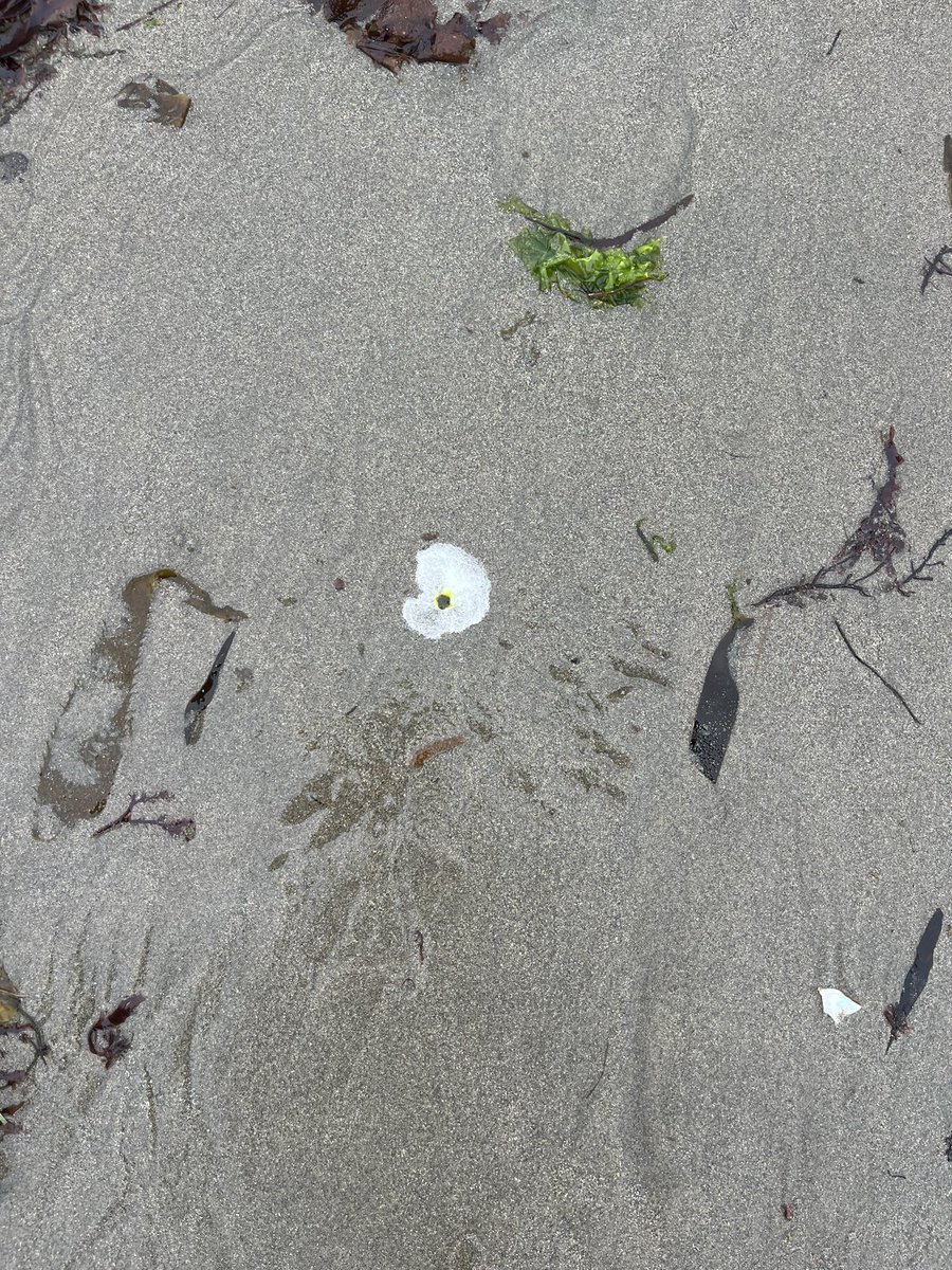 saccharine000's tweet image. Bird poop that I thought was a cool seashell and picked up with my bare hands
