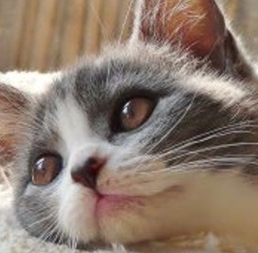 tomokikun115's tweet image. おはようございます。7/26(土)。
新聞配達休日でも癖で早く目覚めて蝉の鳴き声。
今日もよろしくお願いします。#猫 #花 #無冠の友