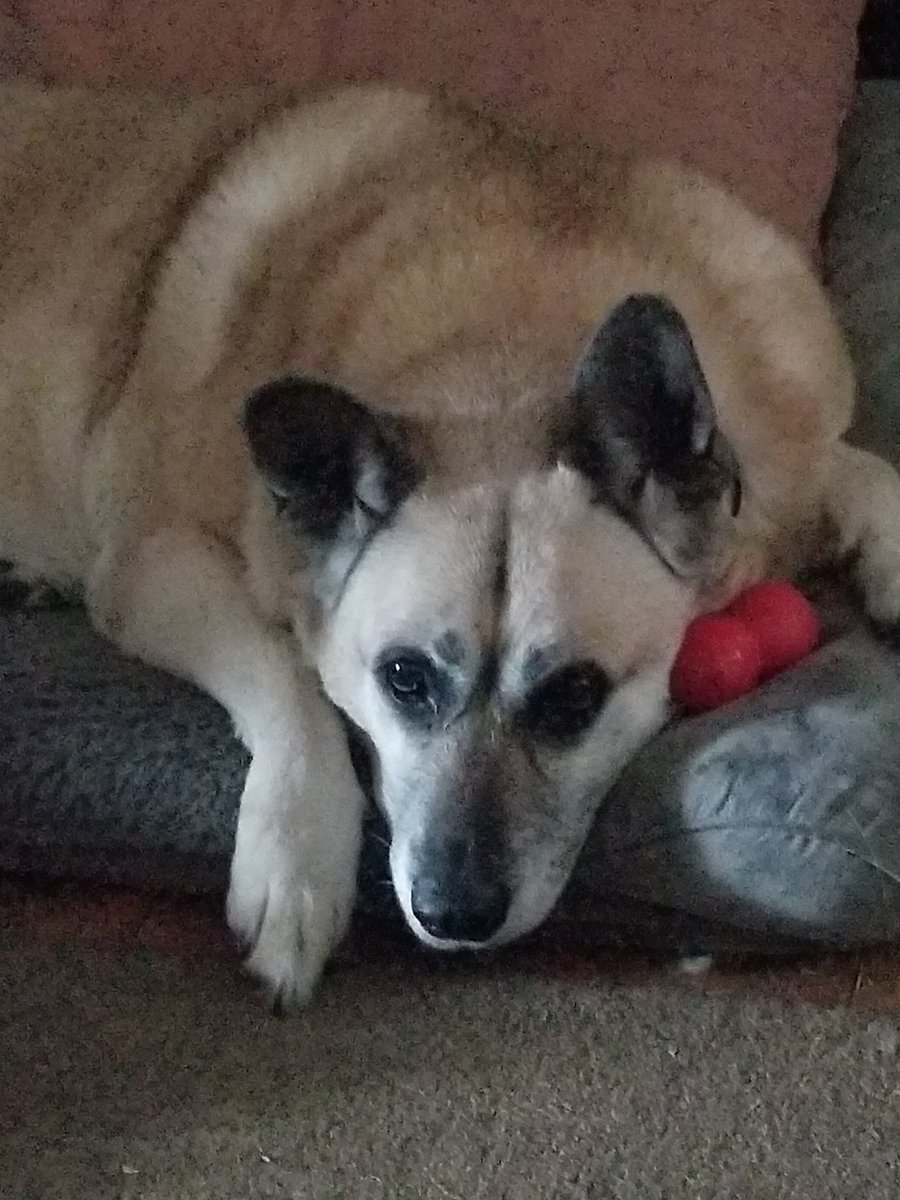 OneNOnly_Coby's tweet image. Just had to put my 13 year old female dog, Cali, to sleep. Got her as a rescue dog when she was 2 months old.
She had a large growth in her abdomen and was bleeding internally, and was in pain. I didn't want to prolong her agony. She survived cancer 8 years ago.
I've had otherโฆ
