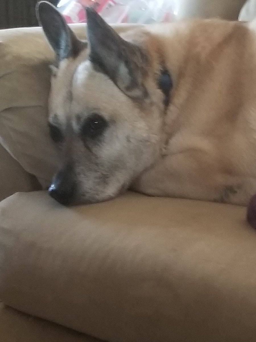 OneNOnly_Coby's tweet image. Just had to put my 13 year old female dog, Cali, to sleep. Got her as a rescue dog when she was 2 months old.
She had a large growth in her abdomen and was bleeding internally, and was in pain. I didn't want to prolong her agony. She survived cancer 8 years ago.
I've had otherโฆ