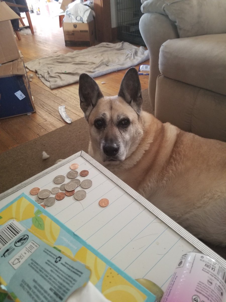 OneNOnly_Coby's tweet image. Just had to put my 13 year old female dog, Cali, to sleep. Got her as a rescue dog when she was 2 months old.
She had a large growth in her abdomen and was bleeding internally, and was in pain. I didn't want to prolong her agony. She survived cancer 8 years ago.
I've had otherโฆ