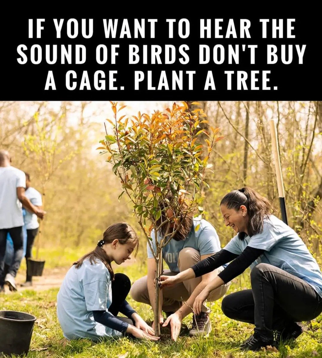 Better a whole forest, yeah good idea. 💪🏼🌳🌲🌴