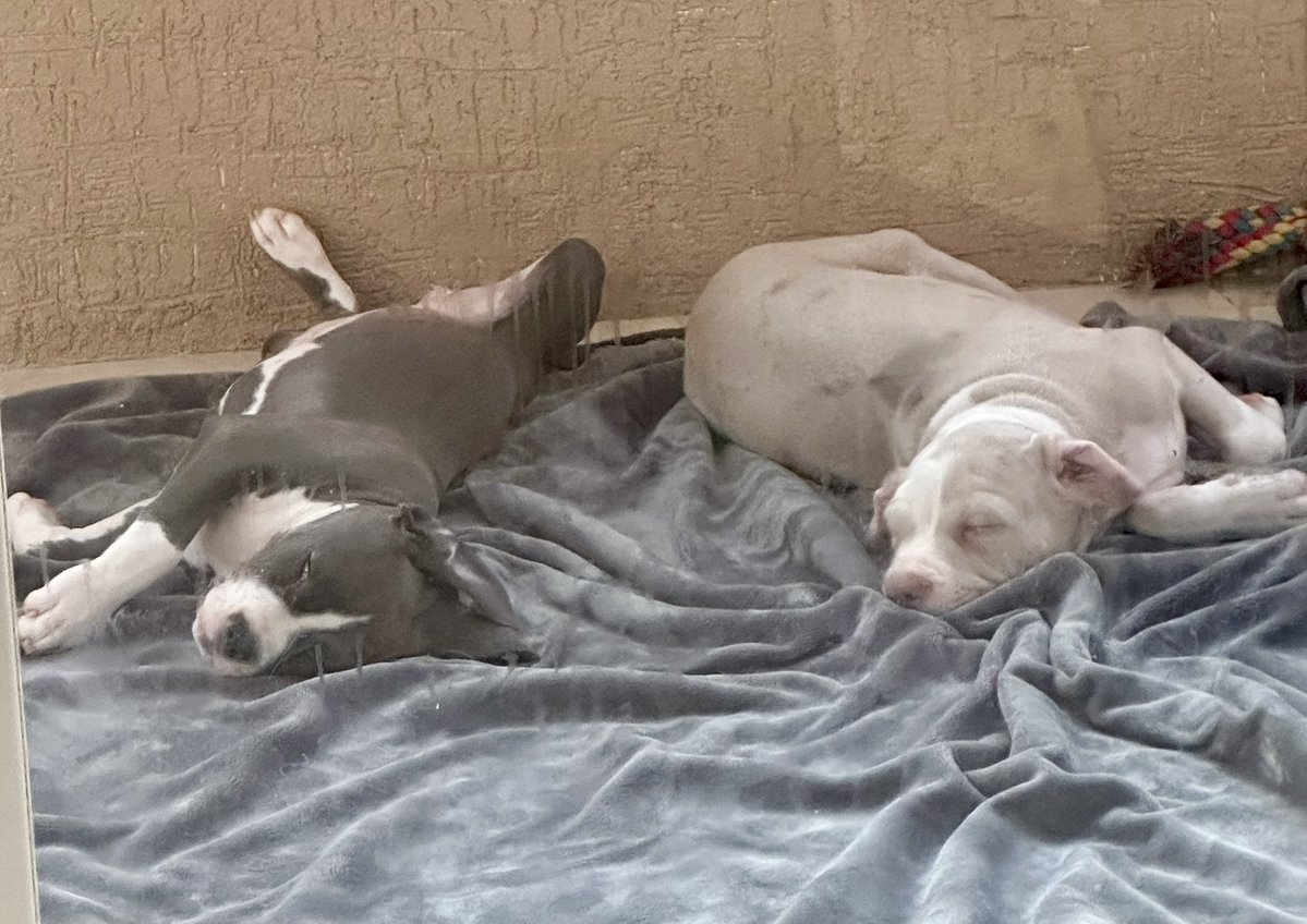 Okay, friends, we're just missing $200 to cover food. We urgently need to buy cleaning supplies and equipment, as we're in a state of emergency. If you can help, please, every little helps 🙏🏻💕