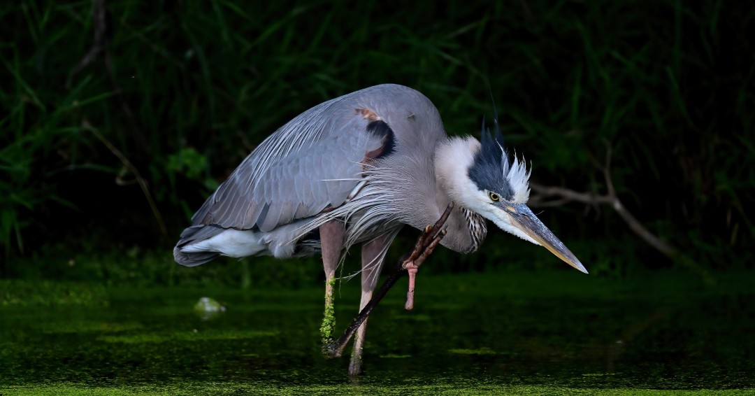 This great blue heron waits patiently for the perfect time to catch its next meal! As the largest heron in Illinois, it’s striking to see them wade through the waters of Will County's preserves. (Photo courtesy of Darek Konopka) 

#Herons #Wadingbirds #WillCounty #FPDWC