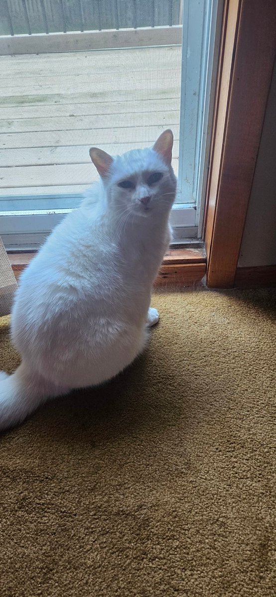 jordangeville's tweet image. Super srs modelling photoshoot #catsoftwitter #modelcat