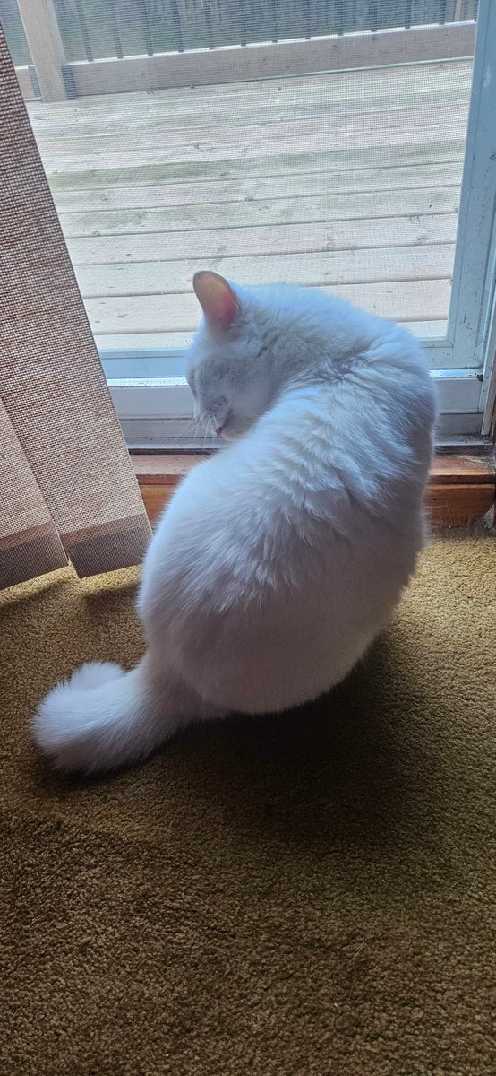 jordangeville's tweet image. Super srs modelling photoshoot #catsoftwitter #modelcat