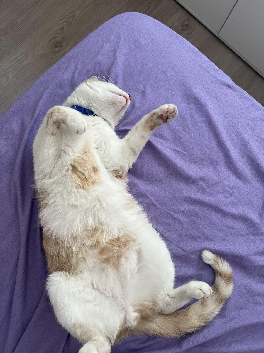 VitanNG's tweet image. My beautiful little fat is getting lonely without me...