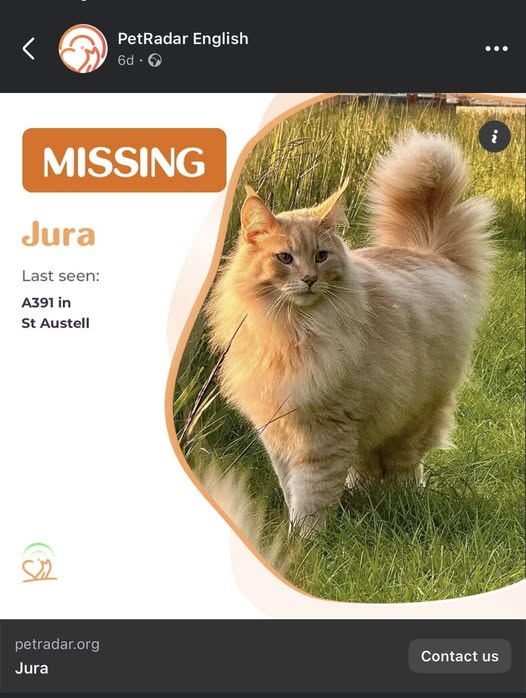 The_Animal_Team's tweet photo. JURA is a large #NorweiganForestCat with cream fur who is #missing from #Roche #PL26 area, #Cornwall, last seen on the #A391 #StAustell. https://t.co/wfMKKId2IN https://t.co/y1cOKDtXJ4 #MissingCat #CatsOfTwitter #LostCat https://t.co/ldLyLnZ5HV