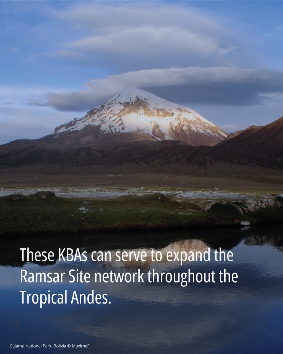 📄 #CaseStudies | 👉A project to assess the conservation status and distribution of freshwater biodiversity in the Tropical Andes identified 86 freshwater KBAs.🐢These include 26 AZE sites, and can serve to expand the Ramsar Site network in the region.
🔗 bit.ly/4nPGfKA
