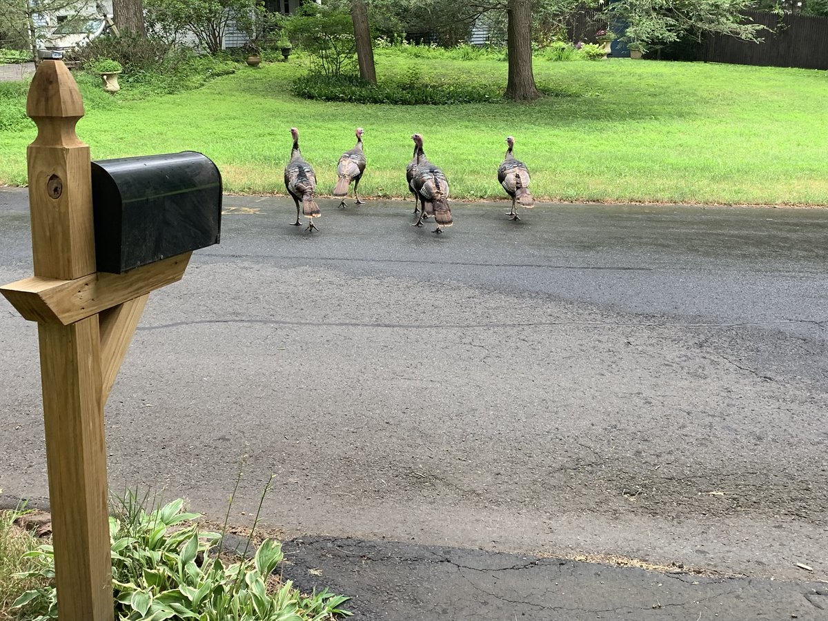 Turkeys near the mailbox in mid-July