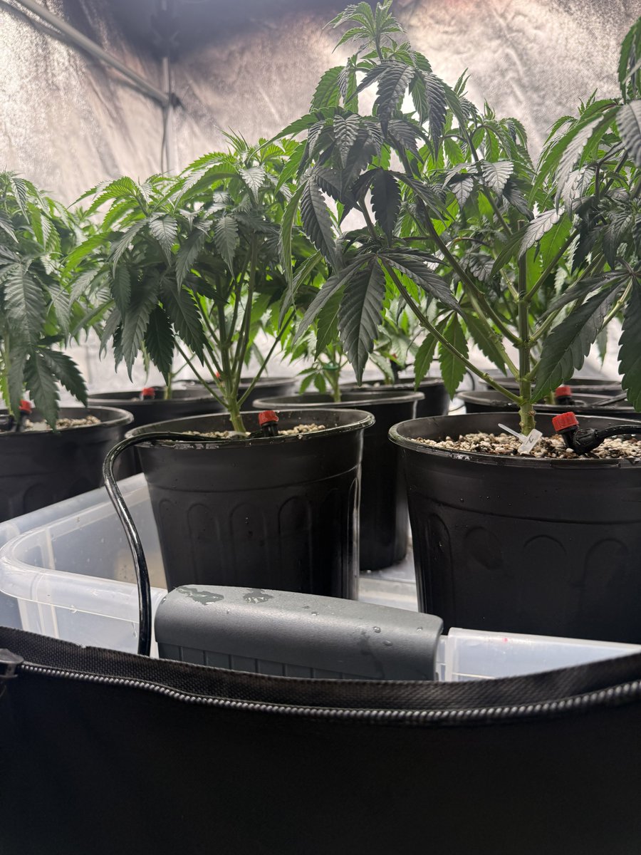 SendNutes's tweet image. Got sick of hand watering. Flooded my pans a bit getting it set up but I hooked the drippers back up to 8 of 9 plants. I’ll hand water the little guy in the center 😆