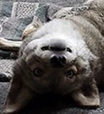 EllisSnuppy's tweet image. Can I come over and look at you like this