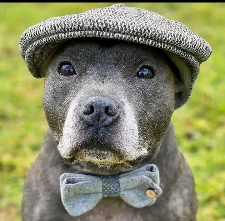 ChampneyLisa's tweet image. #WhatImExcitedAboutIs New ladies at the dog park this weekend.