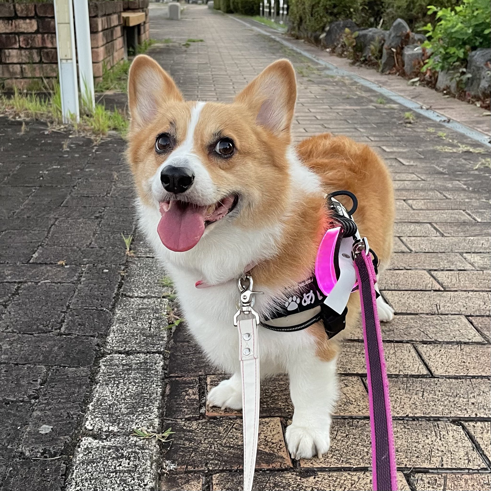 CORGI - コーギー　corgi ポロエリカーディガン　レディース クリーニング CORGI - コーギー corgi ポロエリカーディガン レディース