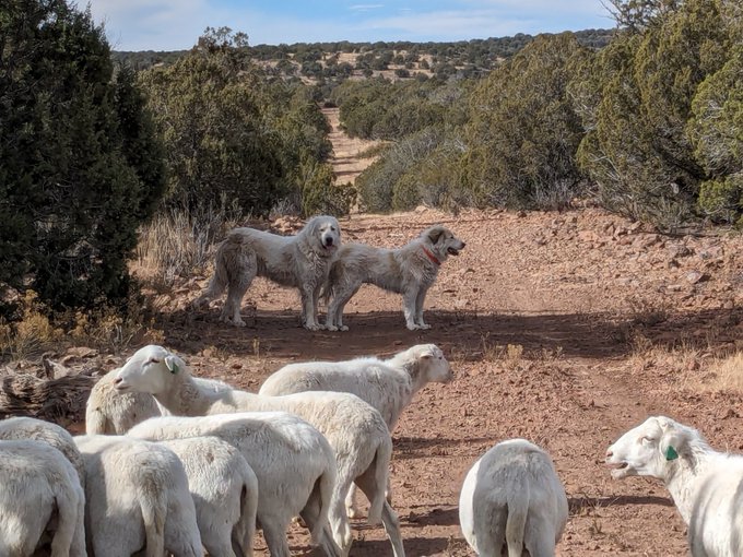 Cimarron_Ranch's tweet image. Let&apos;s go!