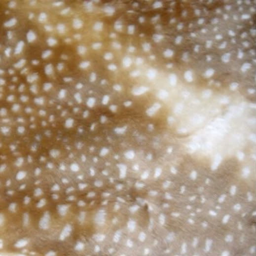 liliadeae's tweet image. deer inspired coffee