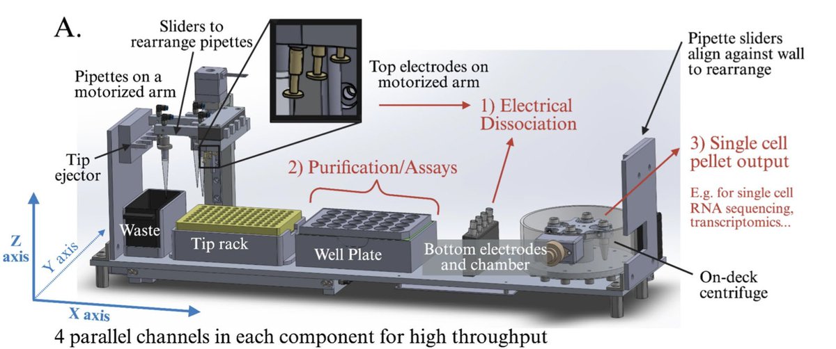 CMBEjournal's tweet image. Planchak et al. demonstrate a novel system for automated, enzyme-free tissue dissociation using electric field-based methods. ⚡️🦾🧫
@LabTripathi
@Brown_BME
Check it out here!
link.springer.com/article/10.100…
