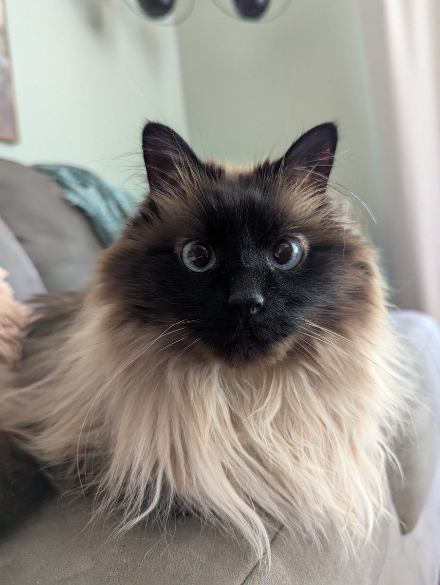 6dollarballoon's tweet image. solid brutus loaf for today