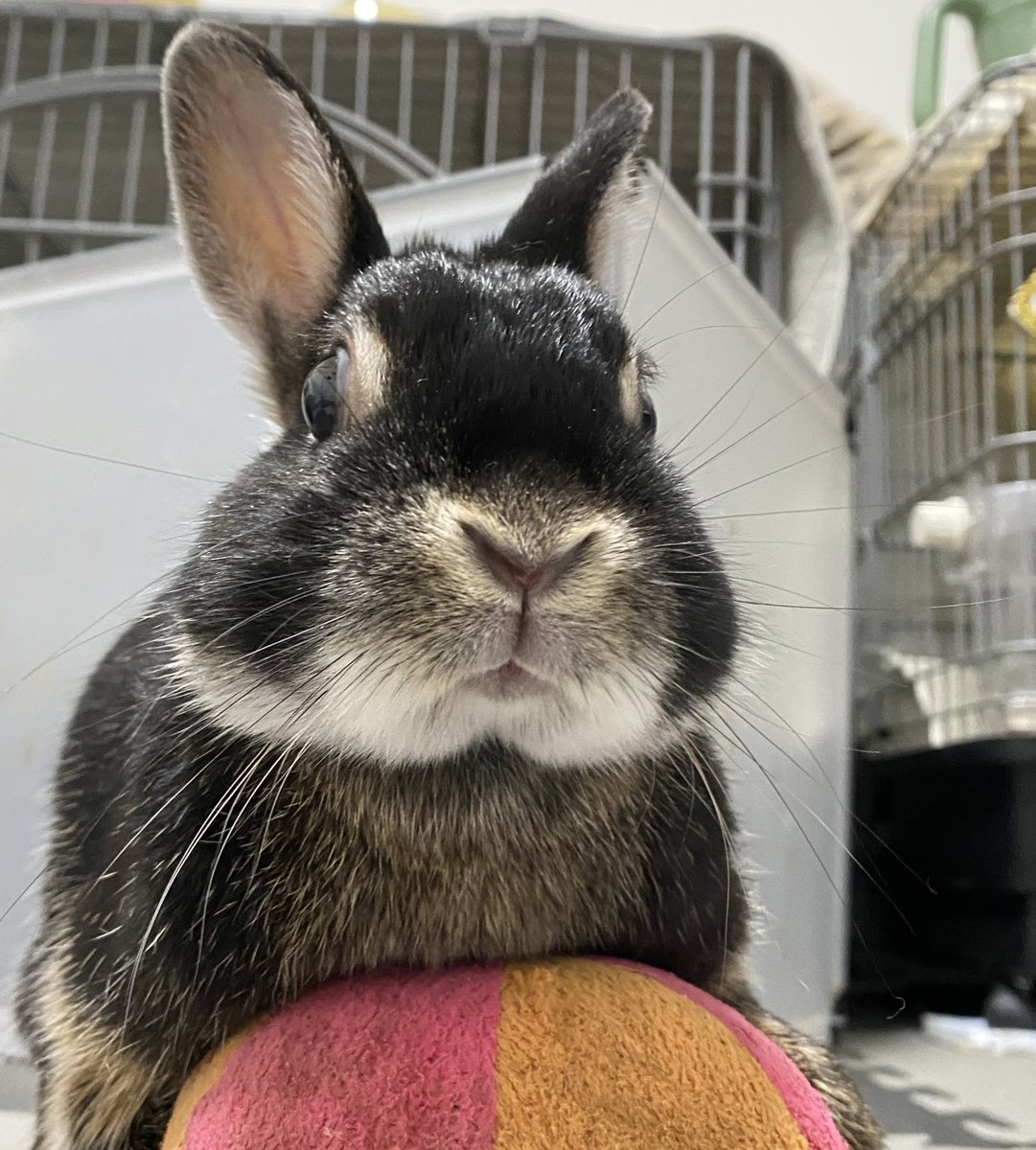 Rose_and_rum's tweet image. おはようございます😁

うサタデー🐰

今日も1日頑張っていきましょう☺️