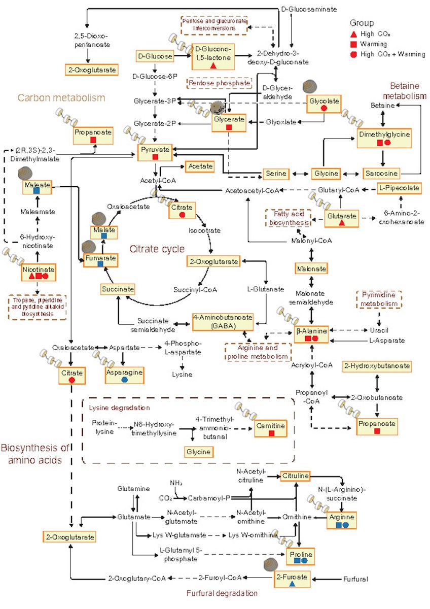 GlobalChangeBio's tweet image. Metabolite‐Mediated Trophic Interactions: Long‐Term Responses of Thalassiosira weissflogii to High CO2 and Warming Have Cascading Effects on Consumer Metabolism 

🔗 buff.ly/Px3M1cG