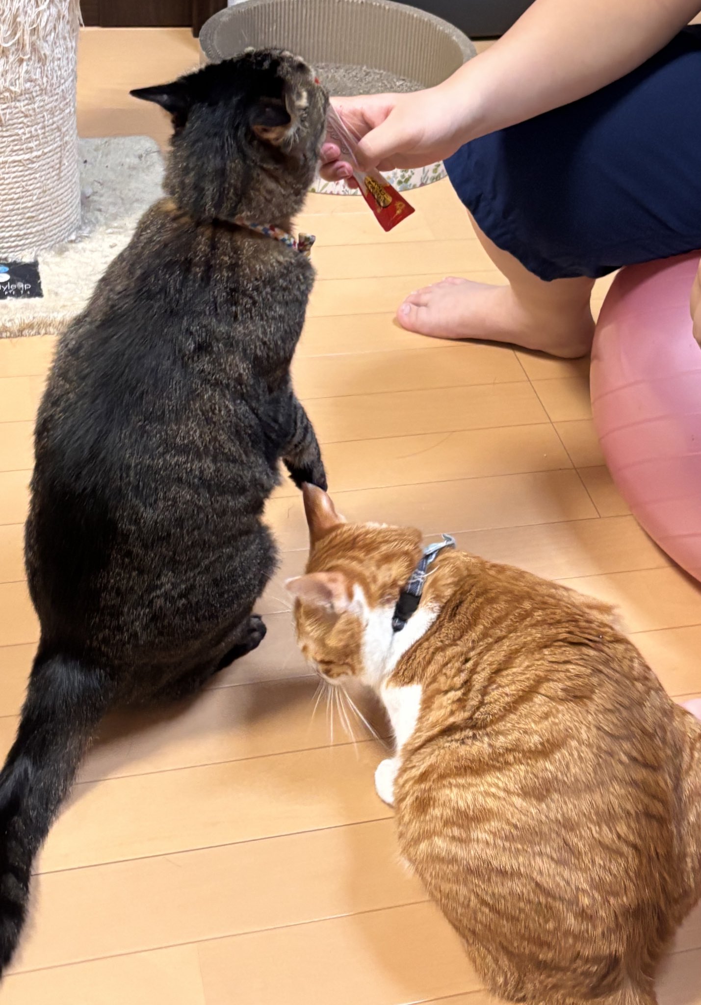 メルカリで24時間以内に売れなければ300円❗️「みんな待ってる花猫ニャンコ」 🐻🐭 ＼メルカリにゃんバサダーPROJECT／ 12周年を迎える