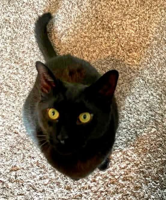 Karen Tabbal (@gholamkaren) on Twitter photo 