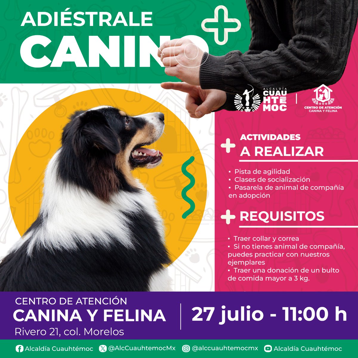 En Cuauhtémoc, ¡tu peludo también aprende! 🐕‍🦺💚
Este 27 de julio ven al adiestramiento canino y disfruta de una jornada divertida, educativa y solidaria.
¿No tienes perrito? ¡Puedes participar con nuestros ejemplares!
🗓 11:00 h | 📍 Rivero 21, col. Morelos