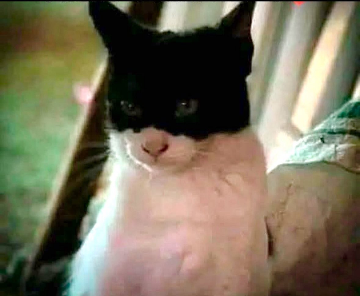 What would you name this Kitty Cat ??