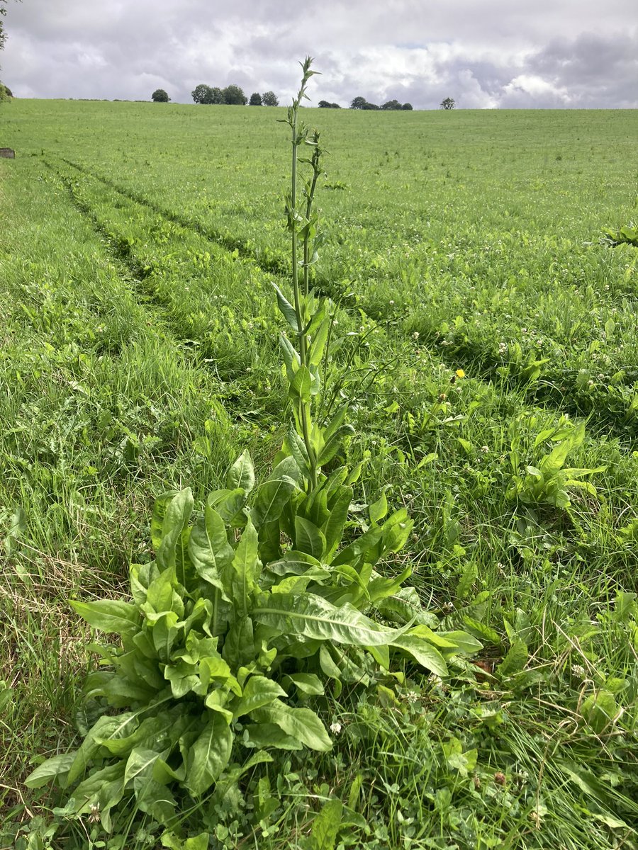 sprinkles785's tweet image. Finally it’s ready 🙄…. Mss or what’s left of it on the menu for tomorrow 👌🏻…. Cows tipping nicely on 0.5 kgs #grasstomilk #oad