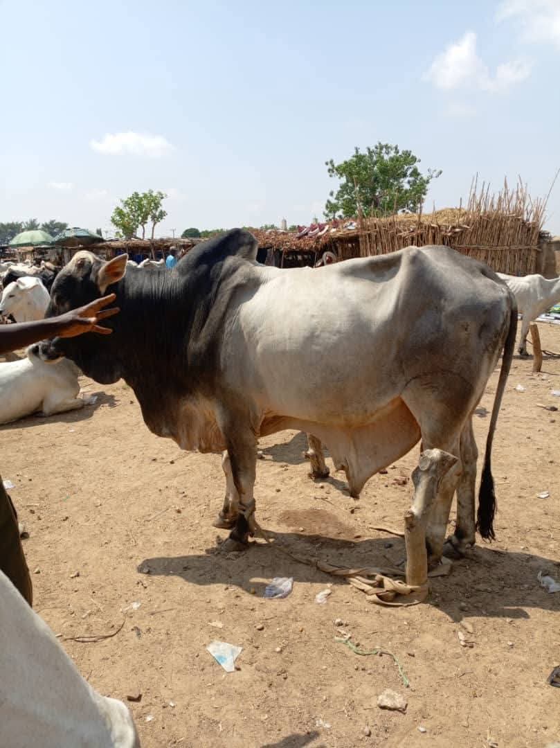 CorruptionIzBad's tweet image. You need an experienced person to help you source a cow with a high volume of meaty,🤗🤗🤗🤗
Not all chubby cows give good meat, some big cows you see and rush to buy are filled with offal and water, by the time you're done slaughtering you end up not getting enough meat,…