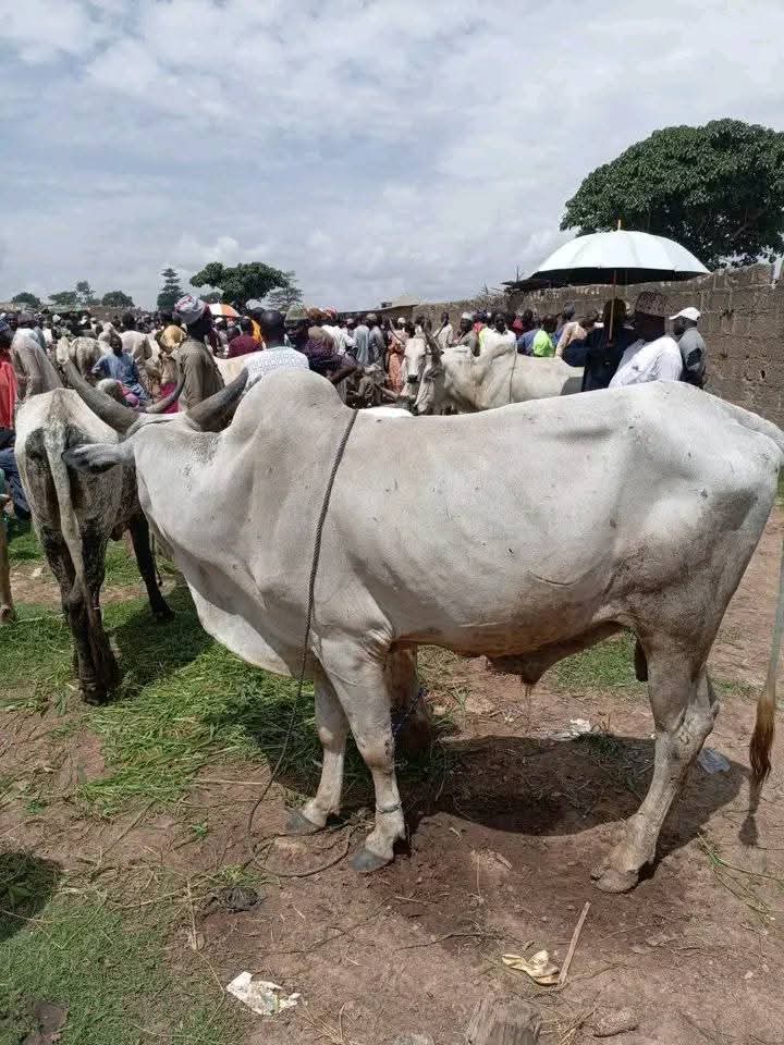 CorruptionIzBad's tweet image. You need an experienced person to help you source a cow with a high volume of meaty,🤗🤗🤗🤗
Not all chubby cows give good meat, some big cows you see and rush to buy are filled with offal and water, by the time you're done slaughtering you end up not getting enough meat,…
