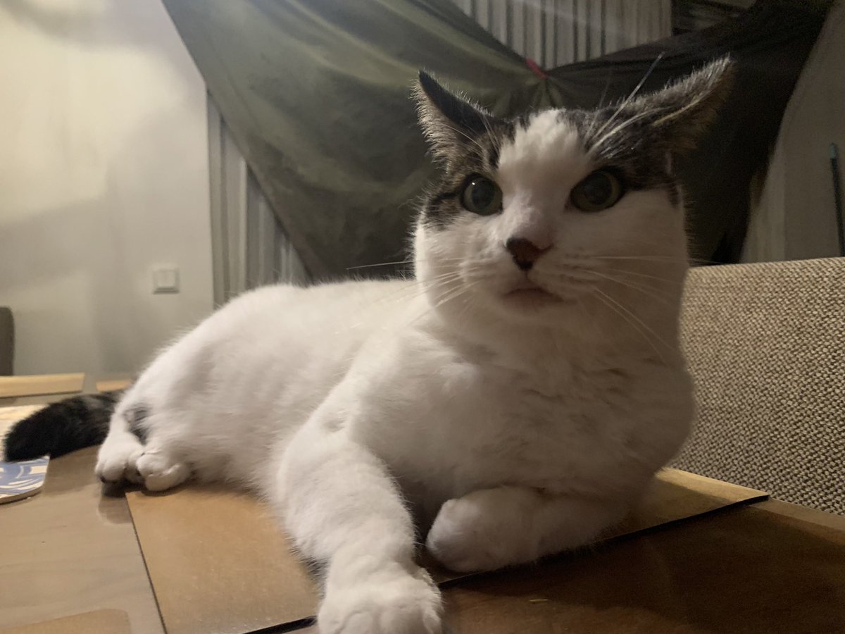 TheCatNamedMags's tweet image. She can’t keep doing this shit
