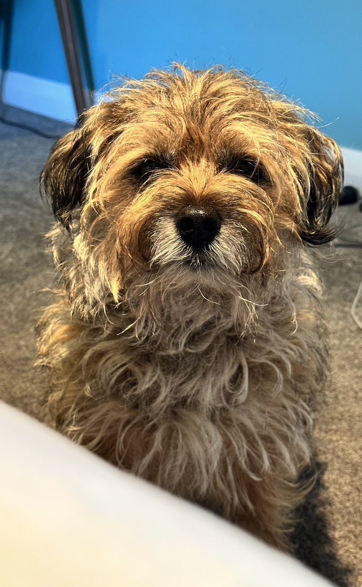 MossTheBT's tweet image. It’s SaturYAY! Let #ToastWatch commence! 🎉🎉🎉
