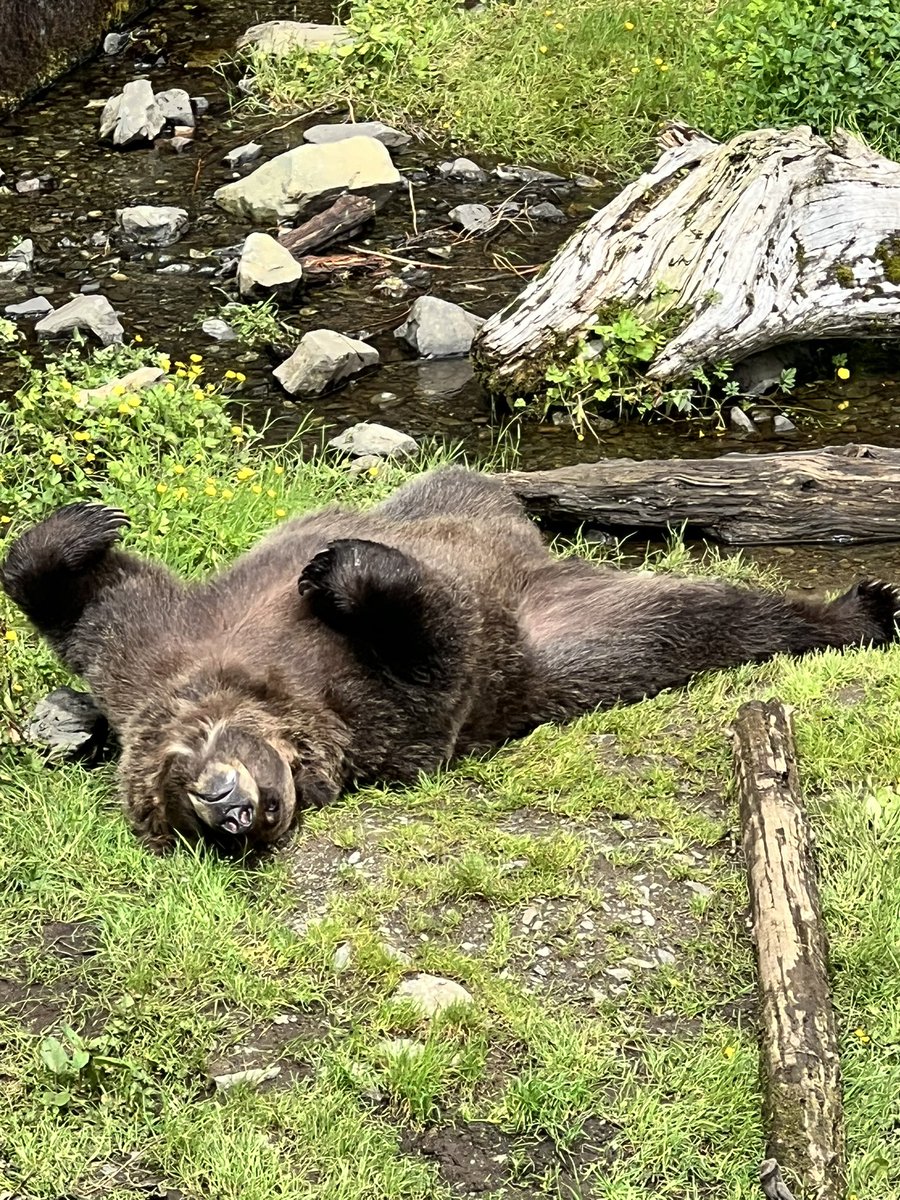 falloutbuddie's tweet image. goodnight nikiski