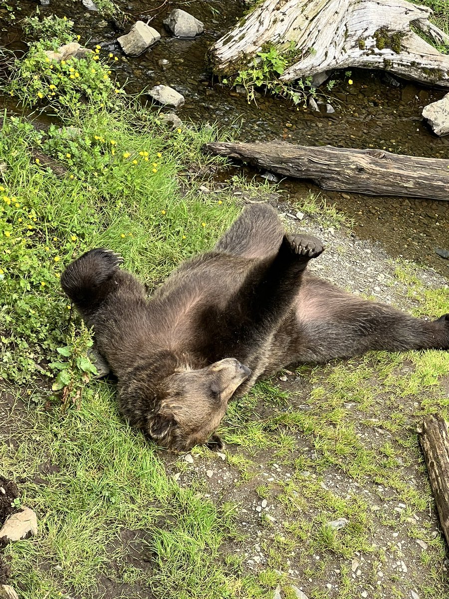 falloutbuddie's tweet image. goodnight nikiski