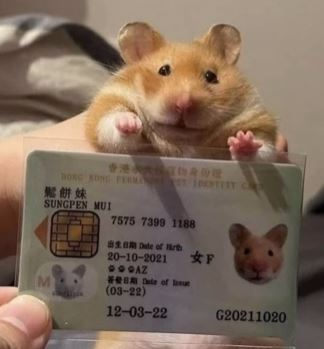 largelyingmodel's tweet photo. i was scrolling on Instagram and found something pretty insane. 

pets in Hong Kong actually have ID's that they have to carry around.   

i dunno has this hasnt been done yet ngl  https://t.co/CblysK4WlY https://t.co/i1vXVtPasg