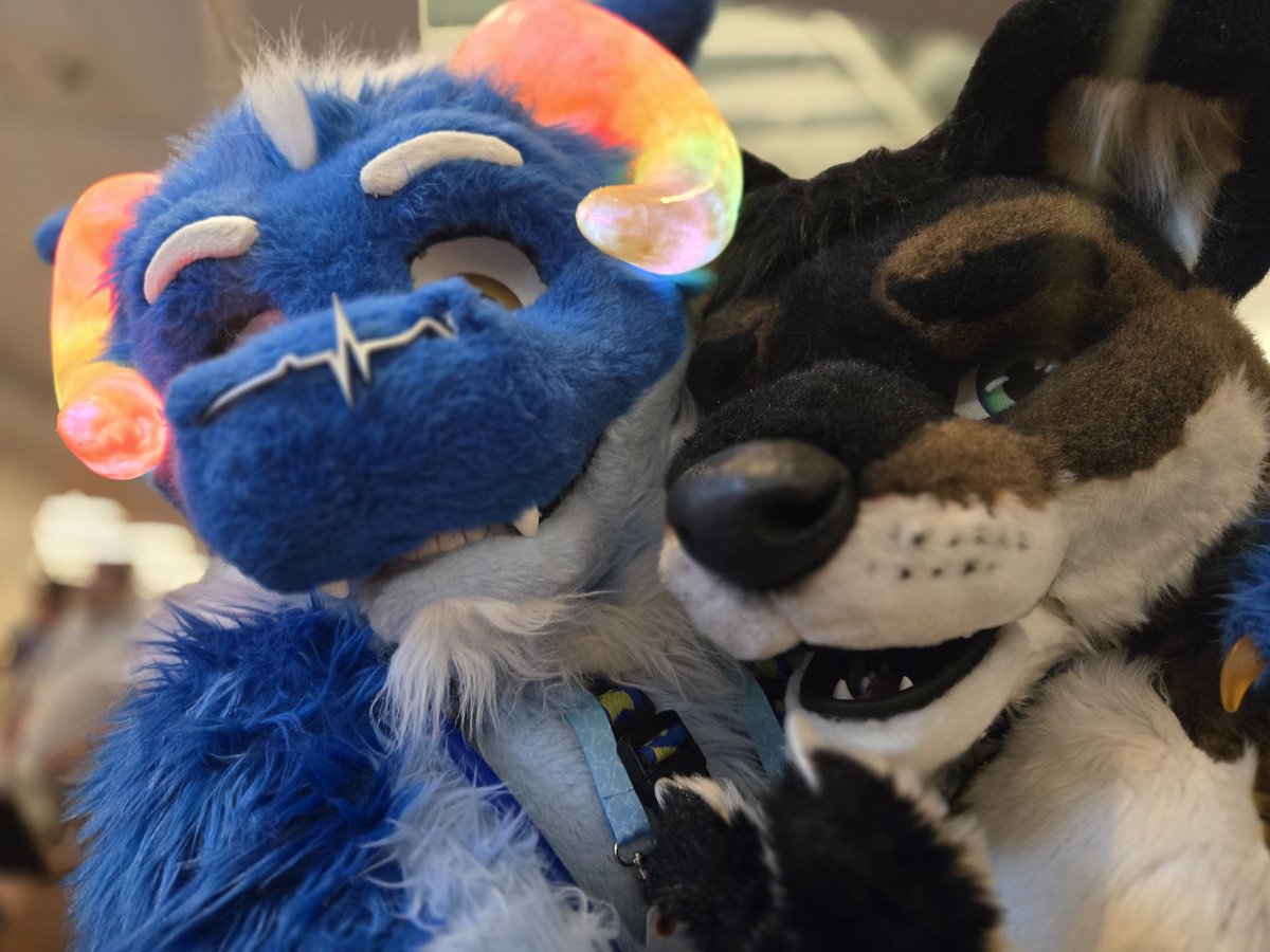 The Huggabulf™️ 🔜 FWA (@calmide_bulf) on Twitter photo It's always a treat when I get to see <a href="/Titus1012/">Canis Joplin</a> roaming around a con space. Such a handsome wuffer!!!
#FursuitFriday
📷: <a href="/AngryBarks/">🔞1-800-🅱️RK-ALOT🔞 🔜 iFC 2025</a> It's always a treat when I get to see <a href="/Titus1012/">Canis Joplin</a> roaming around a con space. Such a handsome wuffer!!!
#FursuitFriday
📷: <a href="/AngryBarks/">🔞1-800-🅱️RK-ALOT🔞 🔜 iFC 2025</a>