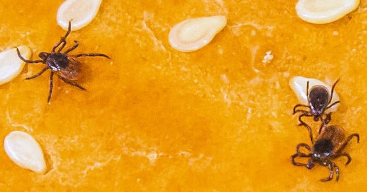drmikesevilla's tweet image. Why are tick bites sending so many people to the emergency room this summer? nbcnews.com/health/health-…