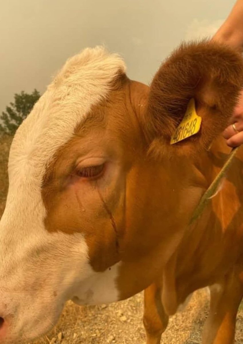 Karabük'teki orman yangınında tahliye edilen inek...
Bu ülkenin hayvanı bile gözyaşı döküyor...

#KarabükYanıyor Yangın